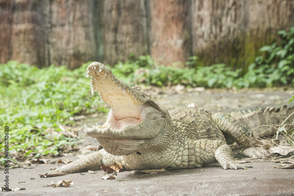 Obraz premium White Crocodile / Albino Siamese Crocodile : Freshwater crocodile , skin is white , nearly extinct , found in Southeast Asia