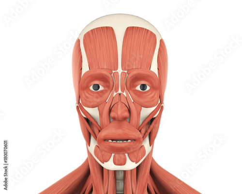 Human Facial Muscles Anatomy photo