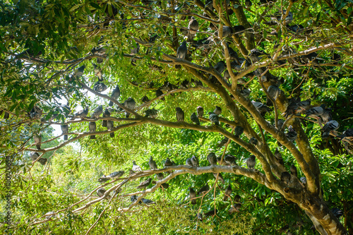 group of pigeons that are perched on the tree