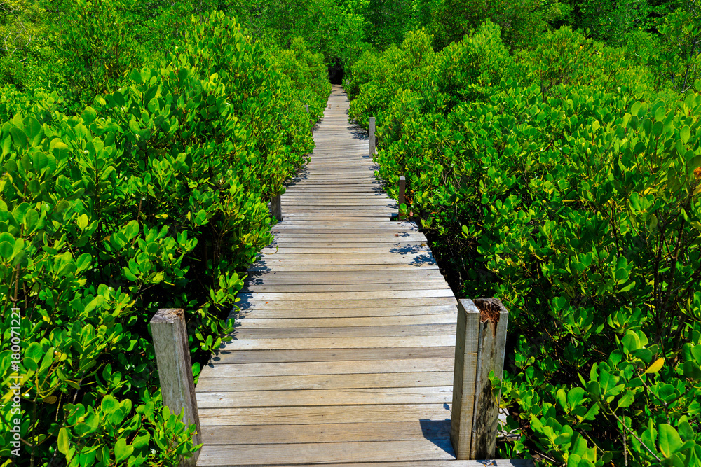 Wooden walkway bridge through mangrove forrest