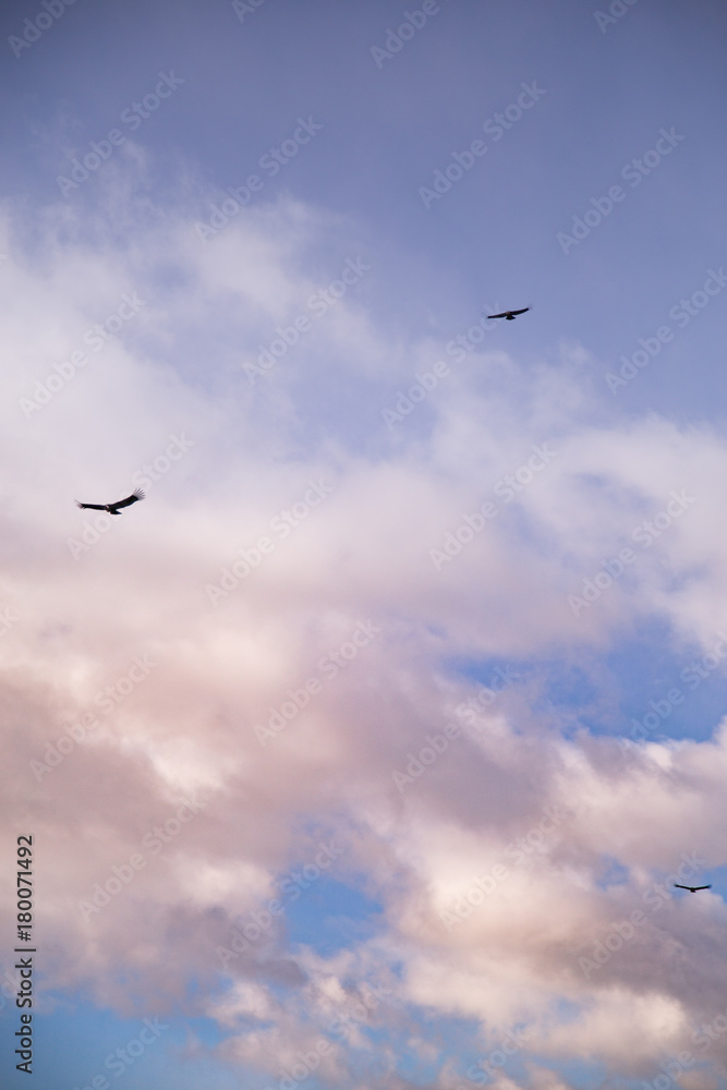 condor flying in Patagonia Argentina