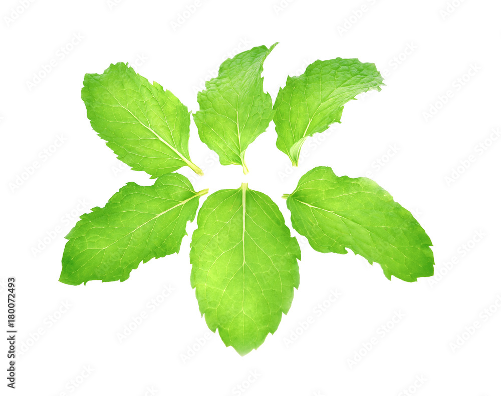 fresh mint leaves isolated on white background