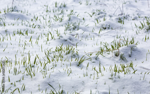 Green grass under the snow. Suddenly, winter came.