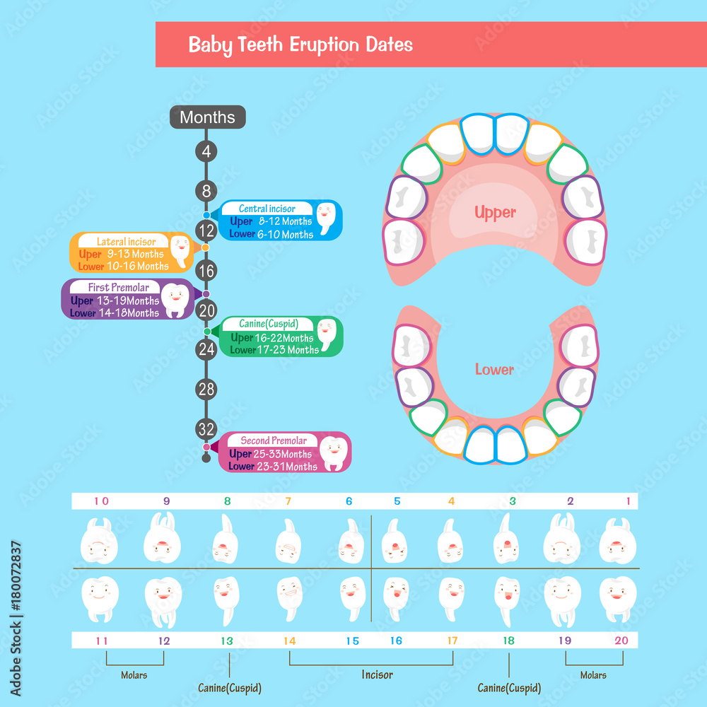 baby tooth chart Stock Vector Adobe Stock baby tooth chart Stock Vector Adobe Stock