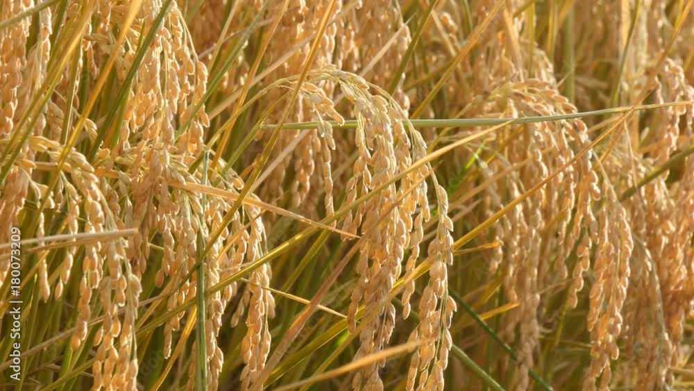 Sunny day of rice field in soft wind and swing