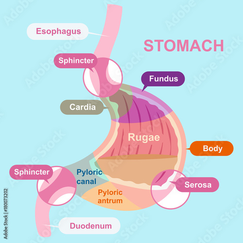 cartoon stomach structure