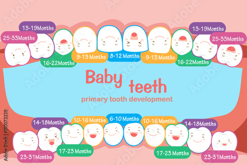 baby tooth chart