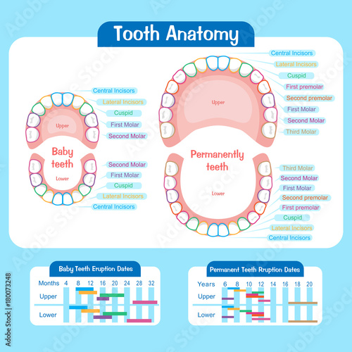 baby tooth chart