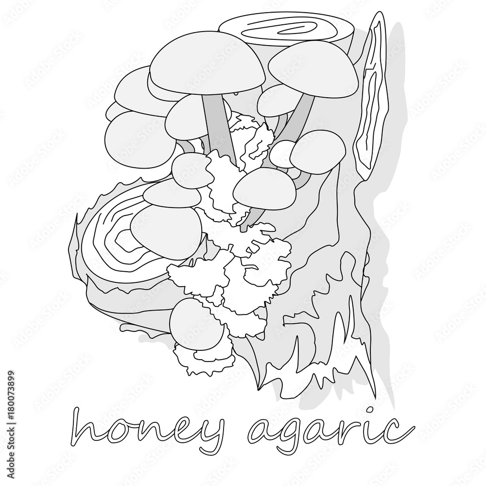 Fototapeta premium Honey Agaric mushrooms. Group of wild mushrooms Armillaria.