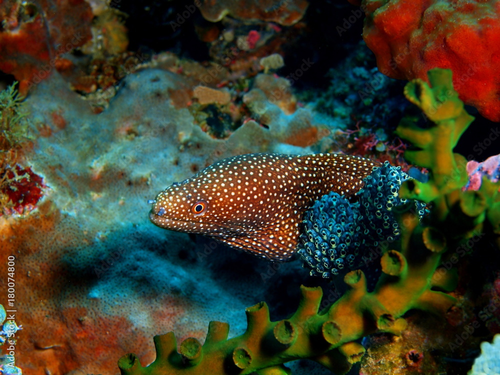 Moray eel Moray eel