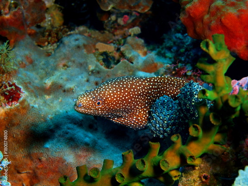 Moray eel © vodolaz