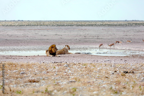 Fototapeta Naklejka Na Ścianę i Meble -  Löwenpaar