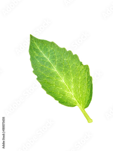 Green leaf of cucumber. Cut out  isolated on white background. Ready for use in your collages and design. Macro  close up view.