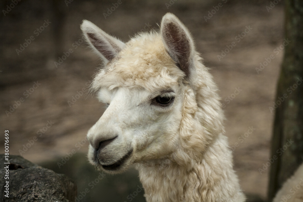Alpaca / Close up photos of Alpaca