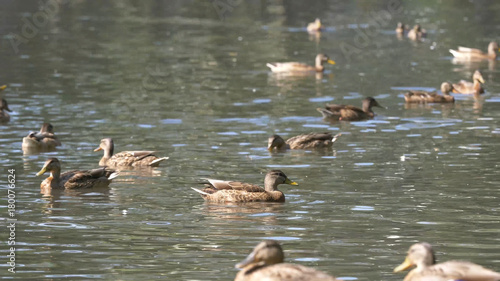 Ducks in the park. Ducks in the Green Park on a beautiful summer day. Ducks in a city Park photo