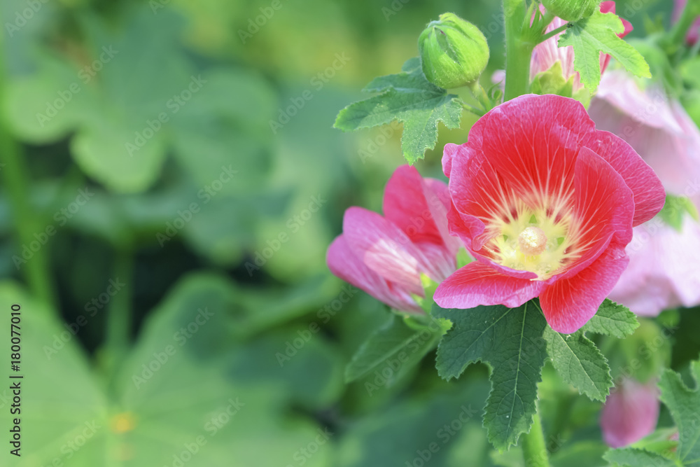 Pink flowers in nature Thailand, Thai flowers Pink flowers in nature Thailand, Thai flowers