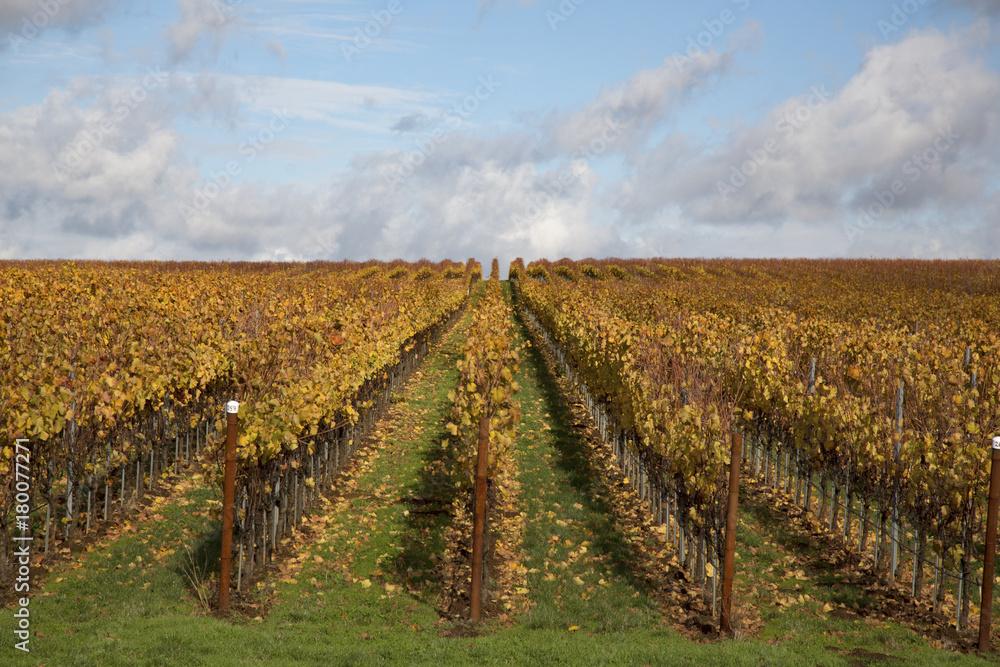 Vineyard - Forward View of Rows of Fall/Autumn  Colored Trestled Grapevines Against a Background of Green Grass, Blue Sky with White Clouds, Daytime - Oregon