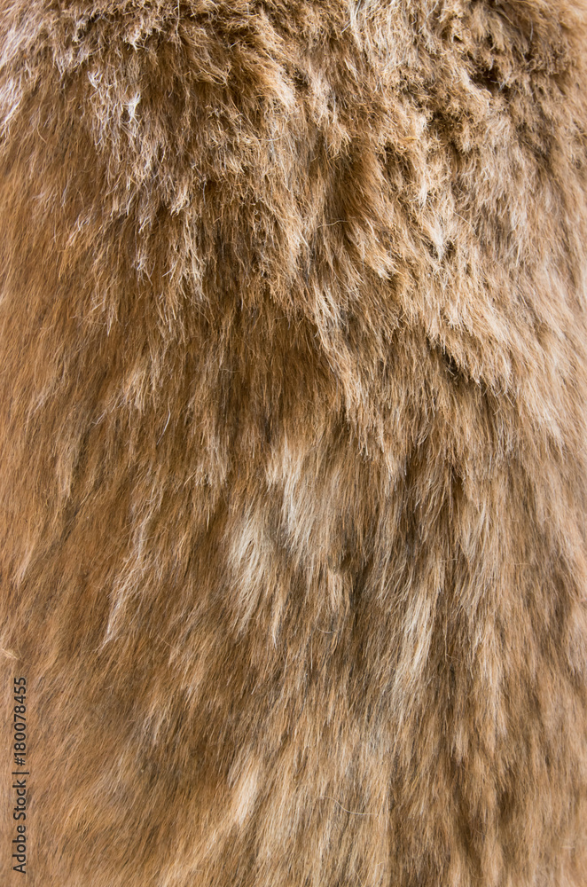 Old dog fur texture background Old dog fur texture background