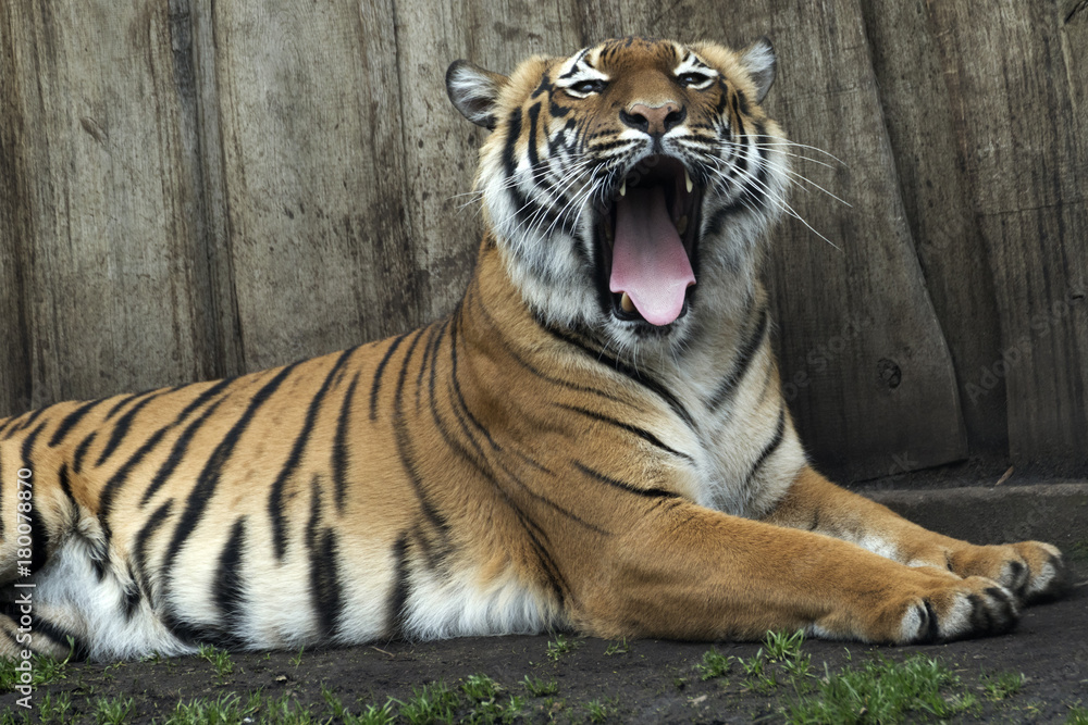 lying Bengal tiger kept in the zoo lying Bengal tiger kept in the zoo