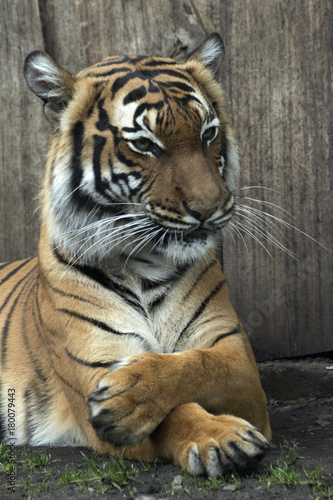 lying Bengal tiger kept in the zoo