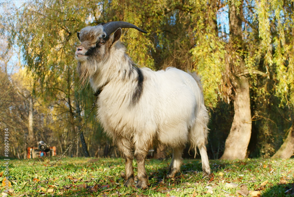 Grey goat grazed on autumn green meadow