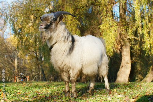 Obraz na płótnie Grey goat grazed on autumn green meadow w salonie