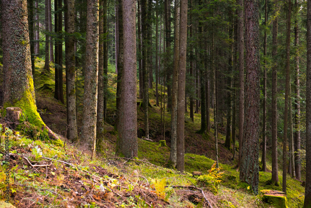 Blick in dunklen Wald Blick in dunklen Wald