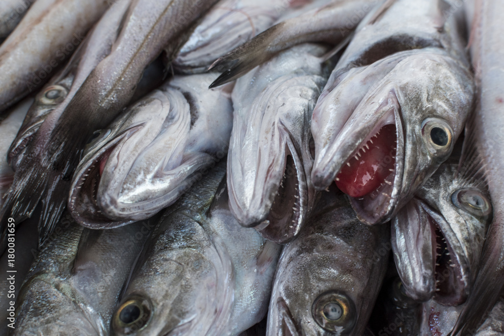 Fototapeta premium Fresh fish, shellfish, seafood in Cambrils Harbor Market, Catalonia, Spain.