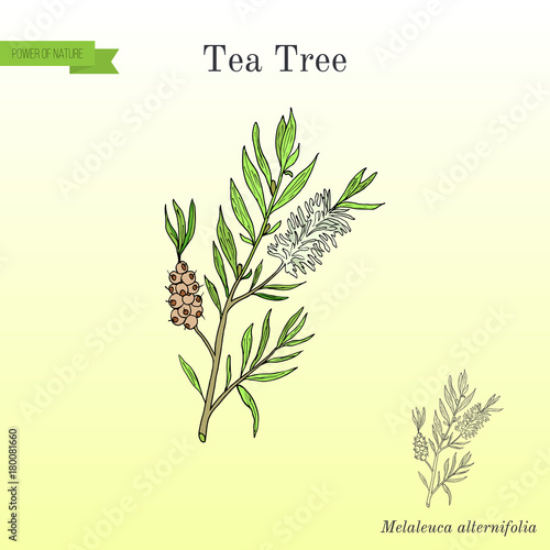 Tea tree Melaleuca alternifolia , or narrow-leaved paperbark - medical plant