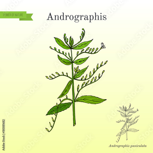 Andrographis paniculata, or king of bitters, ayurvedic herb