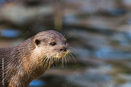 Asian small-clawed otter on the waters edge