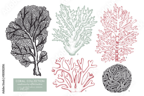 Vector collection of hand drawn reef corals sketch.Vintage set underwater natural elements. Vintage sealife illustration on white background