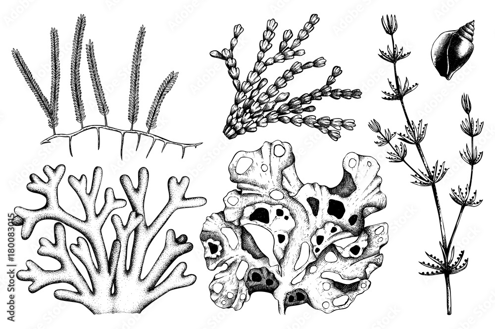 Naklejka premium Wektor zbiory ręcznie rysowane ilustracje zielone wodorostów. Vintage zestaw chwastów morskich na białym tle. Szkic podwodny.