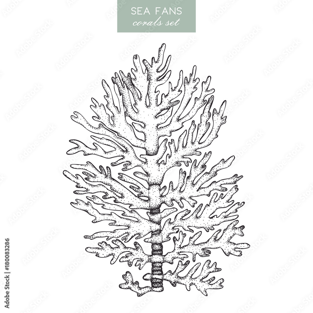 Fototapeta premium Vector illustration of hand drawn reef coral. Vintage set underwater natural elements. Vintage sealife sketch.