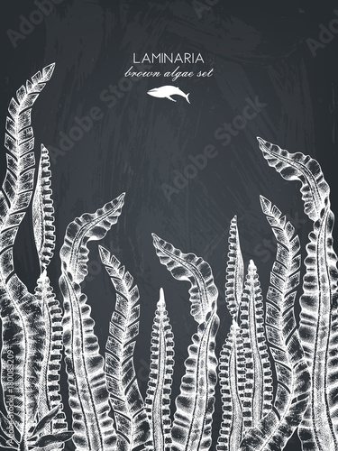 Ink hand drawn laminaria sketch, sweet sea tangle, japan kelp, alaria, set on chalkboard. Vector illustration of highly detailed brown algae. Seaweeds design.