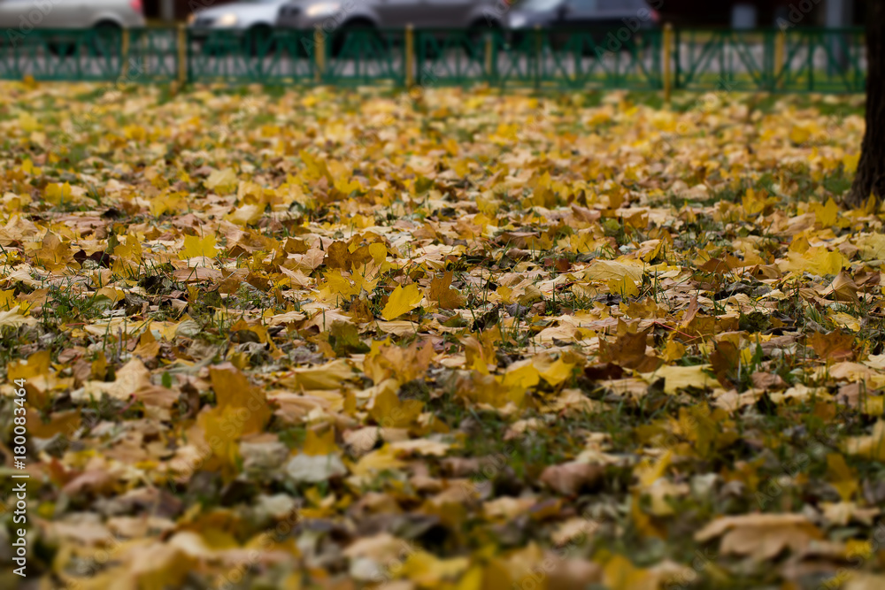 Autumn leaves on the lawn.
Autumn leaves on the lawn.
