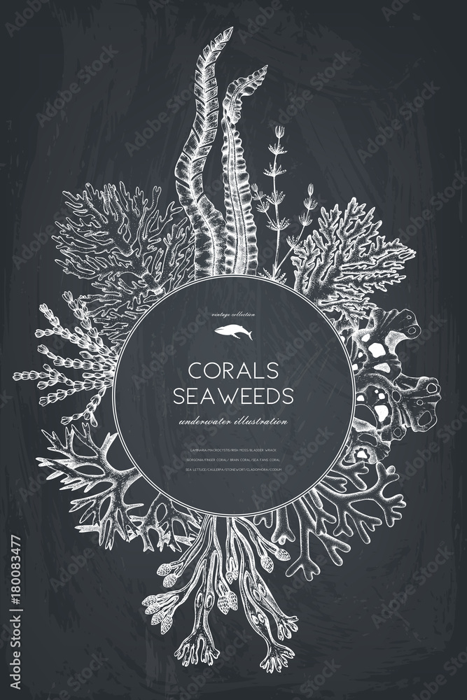Fototapeta premium Vector frame with hand drawn sea corals, fish, stars sketch. Vintage background with underwater natural elements. Decorative sealife illustration on chalkboard. Wedding design.