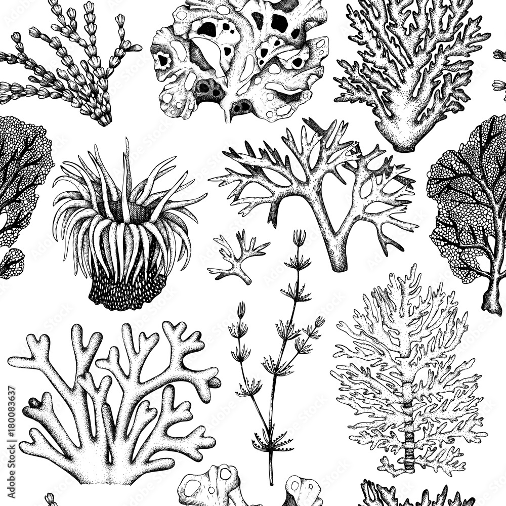 Fototapeta premium Seamless pattern with hand drawn seaweeds, corals , shells sketch. Vector background with underwater natural elements. Vintage sealife illustration.