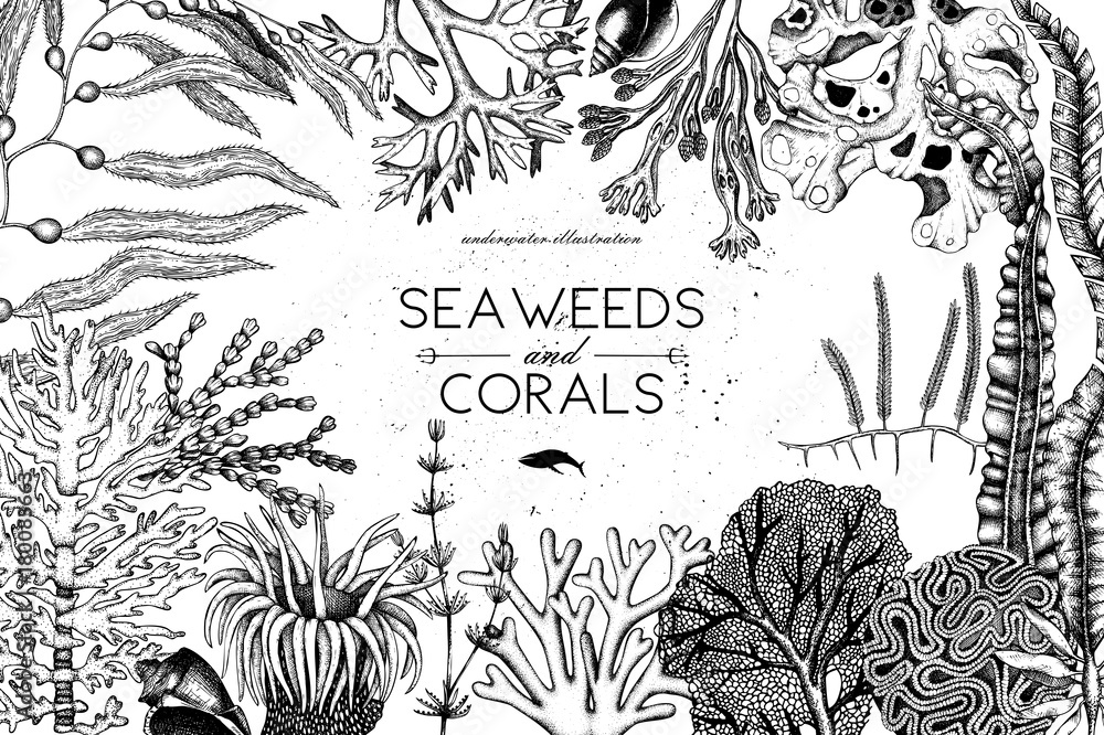 Obraz premium Rama wektor z ręcznie rysowane morskie korale, ryby, gwiazdy szkicu. Tło z podwodnymi elementami naturalnymi. Dekoracyjna ilustracja Sealife na białym tle. Projekt ślubu.