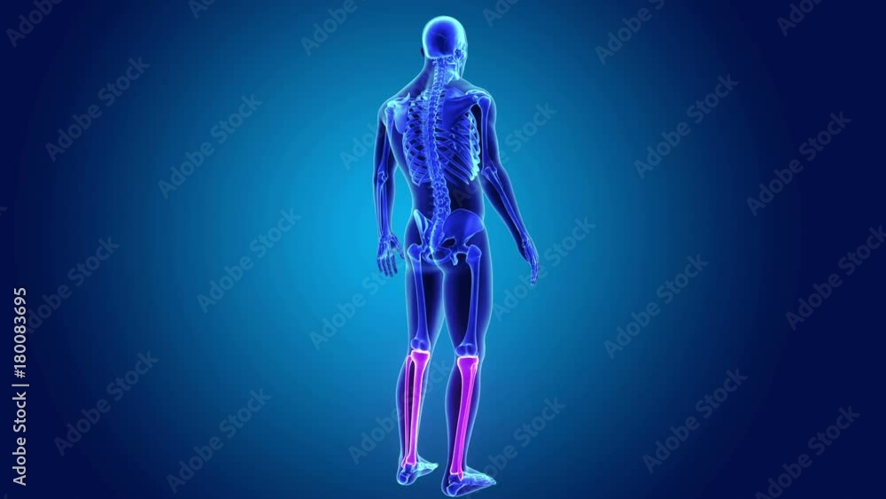 Tibia and Fibula Bones with Skeleton Body Tibia and Fibula Bones with Skeleton Body