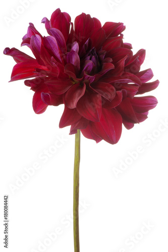 Fototapeta Naklejka Na Ścianę i Meble -  dahlia flower isolated