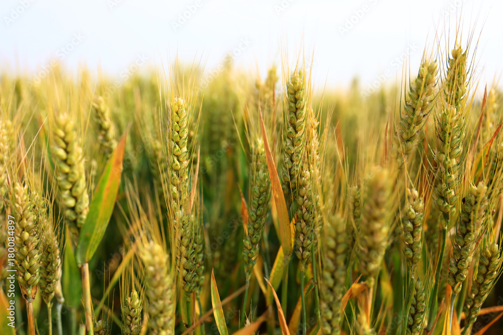 wheat growing