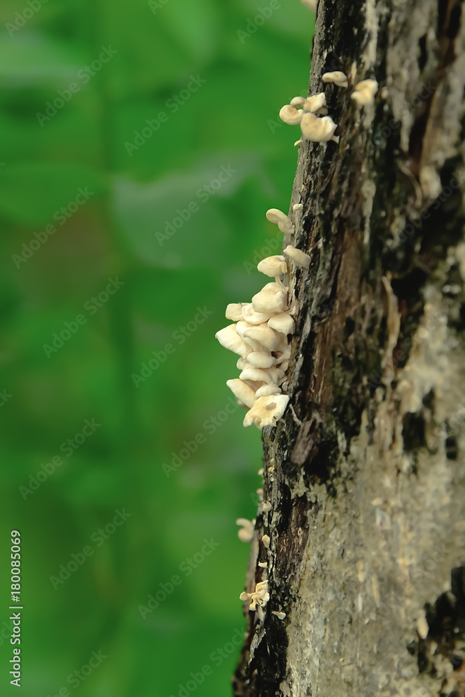 mushroom mushroom