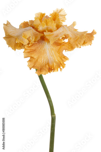 Fototapeta Naklejka Na Ścianę i Meble -  iris flower isolated