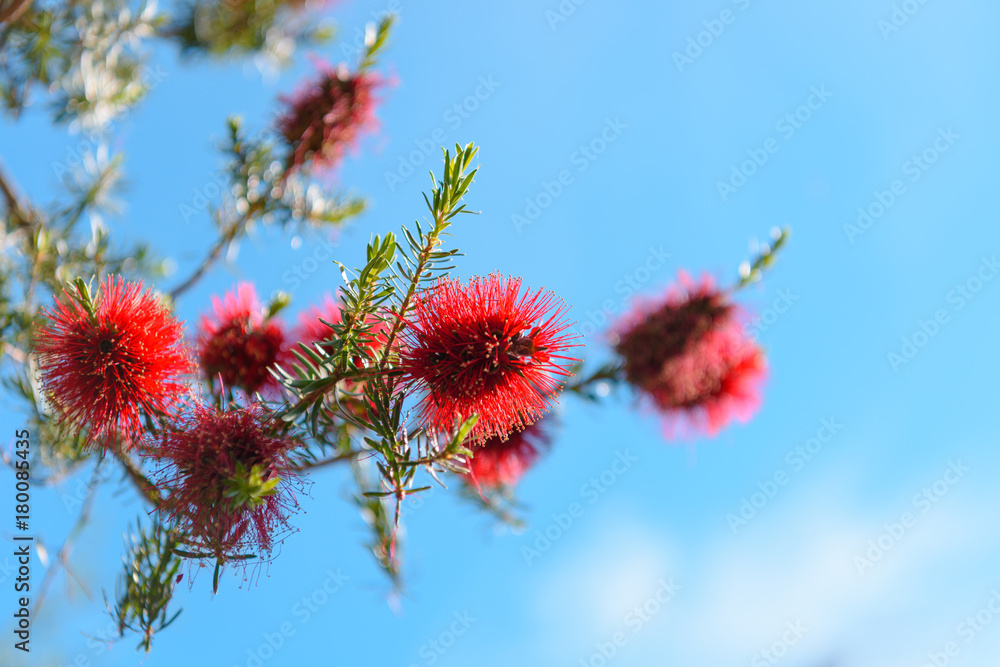Nature: Wild red flowers against blue sky background.