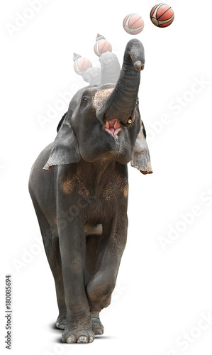 Asian elephant shooting basketball