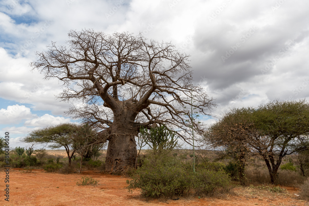 Baobabbaum (Adansonia digitata) - Afrikanischer Affenbrotbaum - Tansania