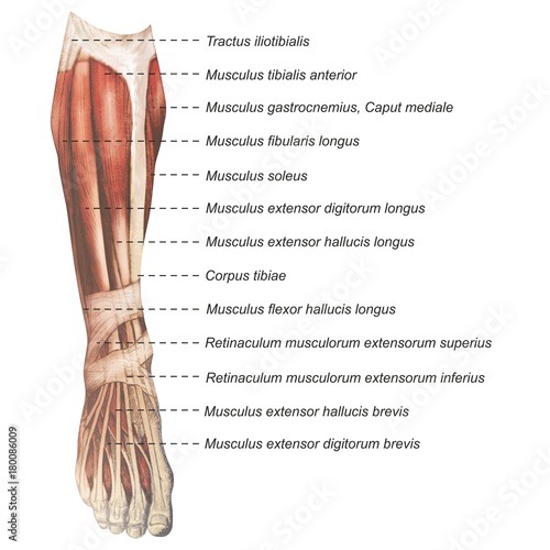 Oberschenkel Muskulatur frontal medial lateral anterior Latein crus - Lithografie Zeichnung Vektor handgezeichnet Grafik