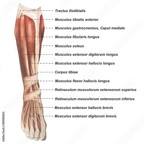 Oberschenkel Muskulatur frontal medial lateral anterior Latein crus - Lithografie Zeichnung Vektor handgezeichnet Grafik