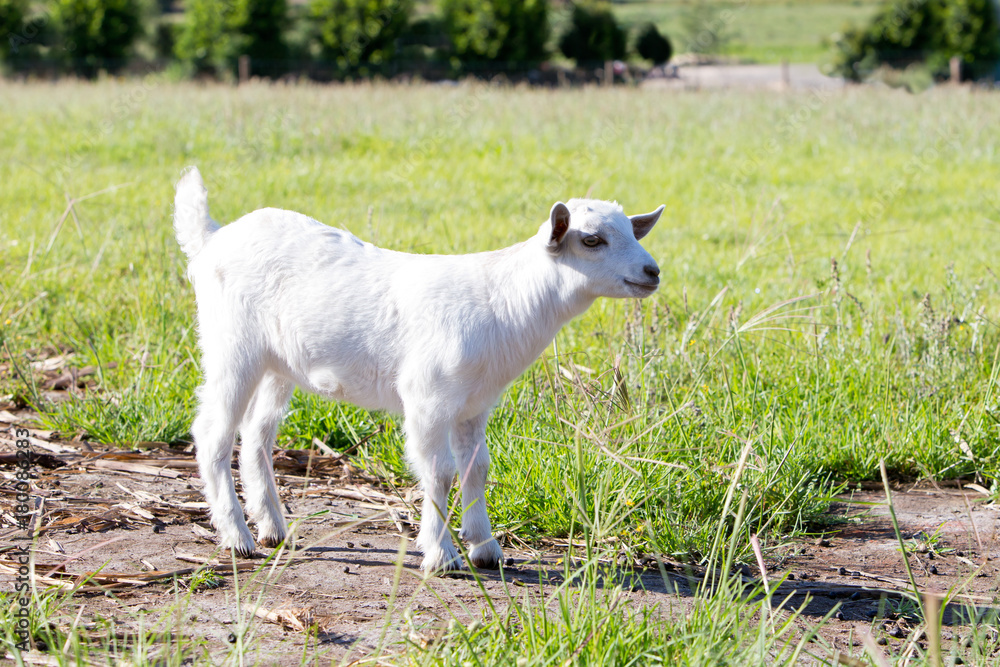 Young white miniature goat kid standing in field